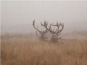 Purchase Deer License
